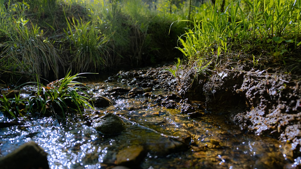 Hierba verde en el agua durante el día