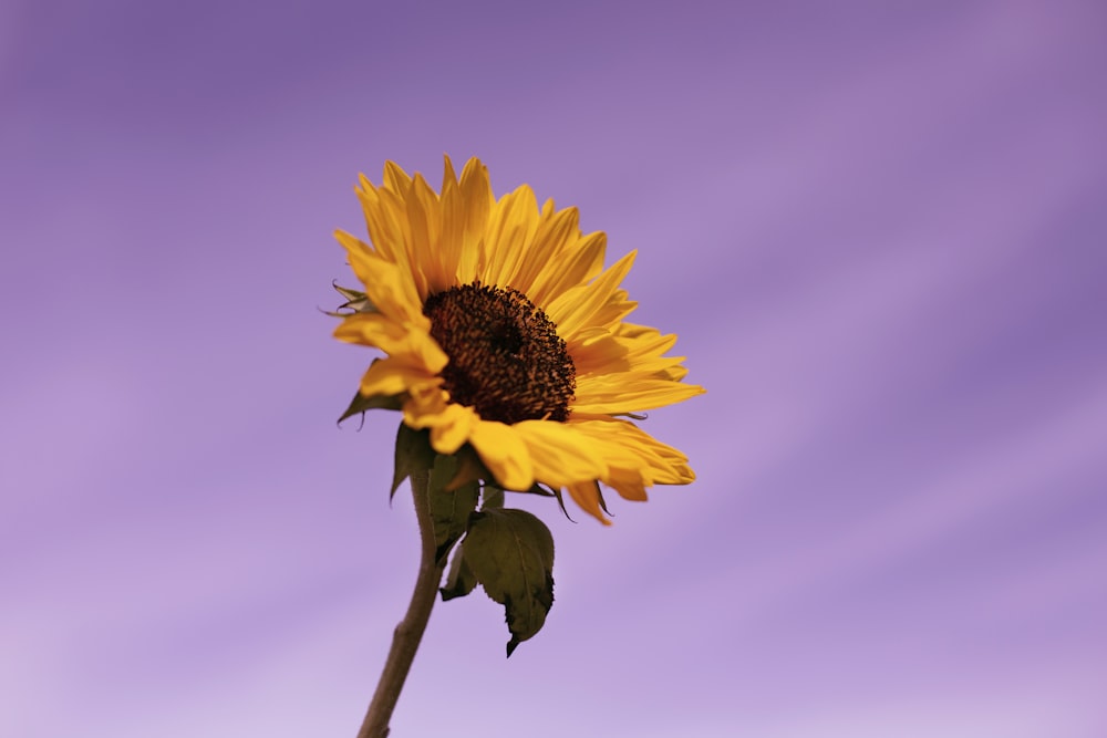 yellow sunflower in bloom during daytime