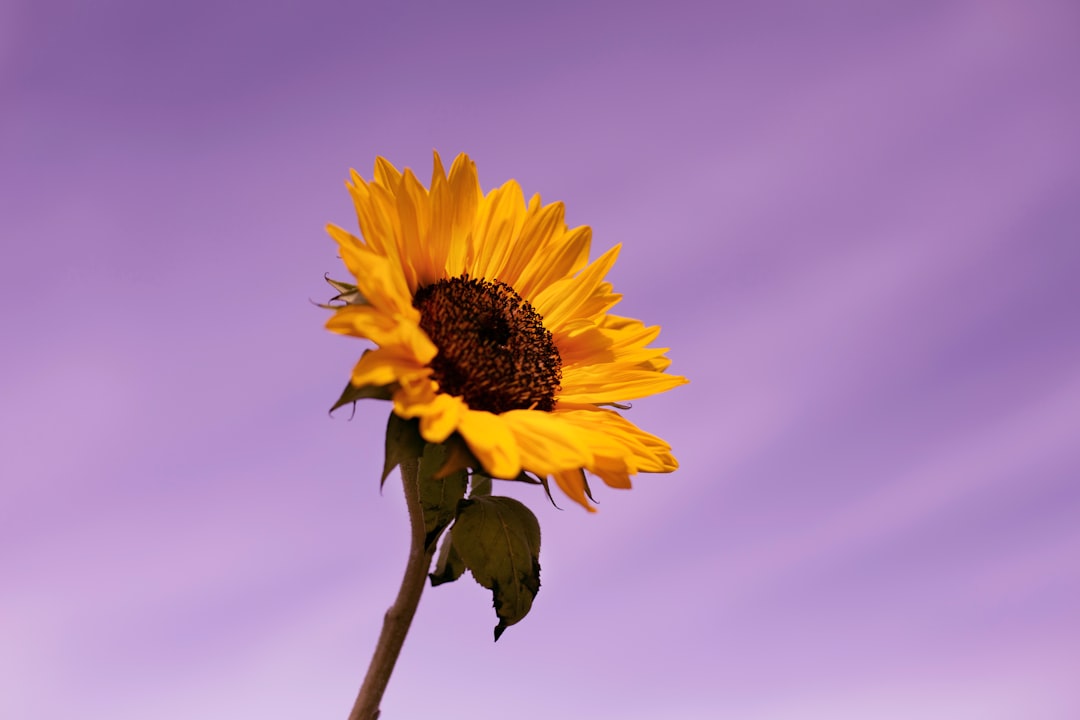 yellow sunflower in bloom during daytime