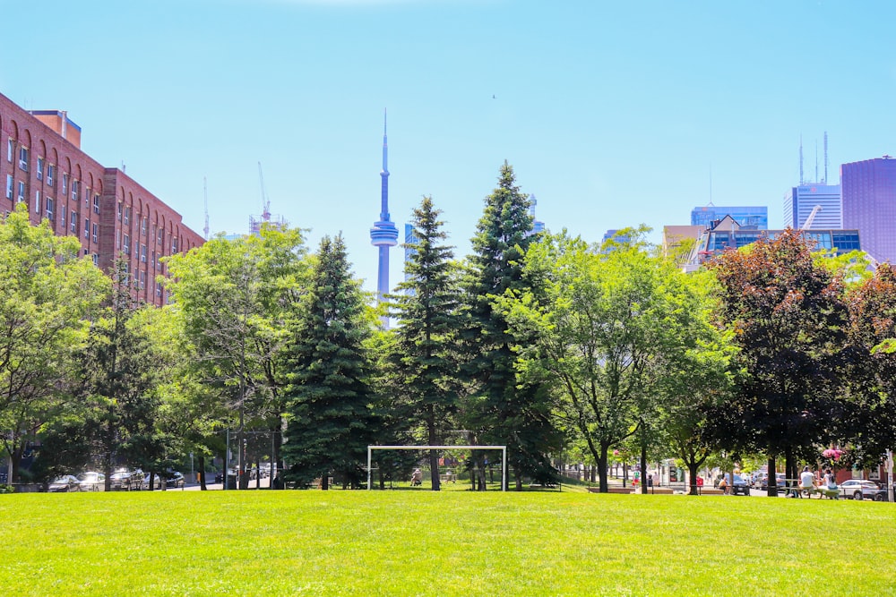 green trees on green grass field during daytime