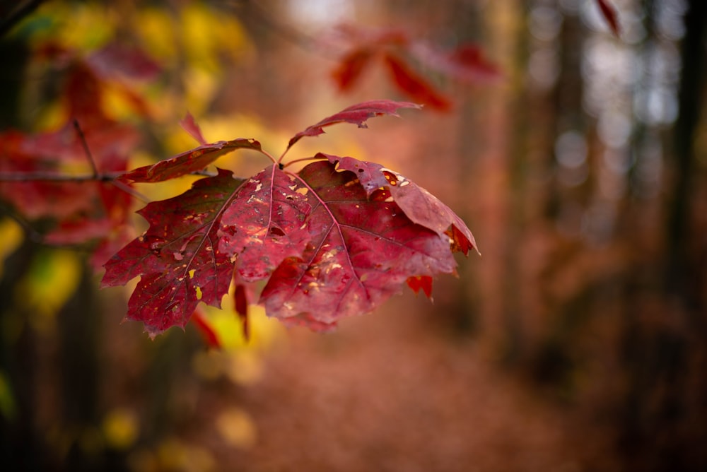 red and green maple leaf