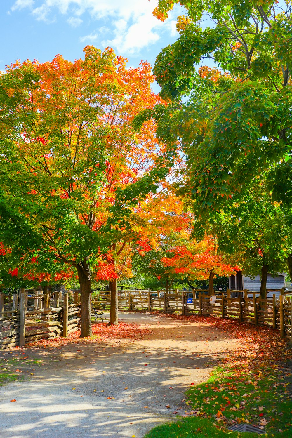 brown wooden fence near green trees during daytime