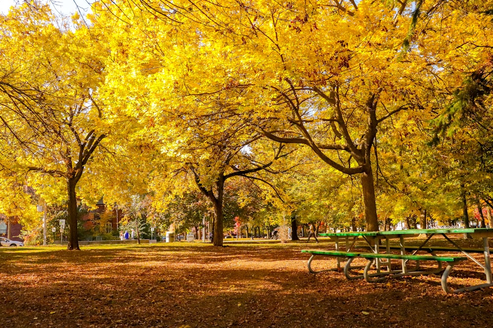 green metal bench under yellow leaf trees