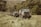 Two military-style trucks are parked on a grassy field surrounded by dense green foliage. Two individuals in camouflage apparel stand near the trucks engaged in activity. The scene suggests a rural or remote setting with natural, untouched vegetation.
