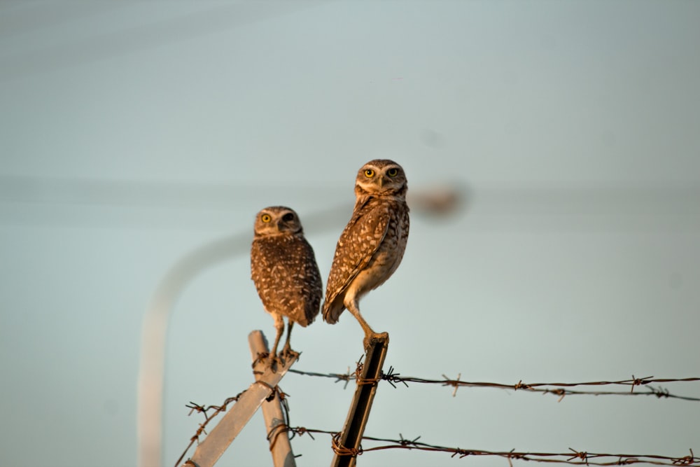 brown owl perched on brown wooden fence during daytime