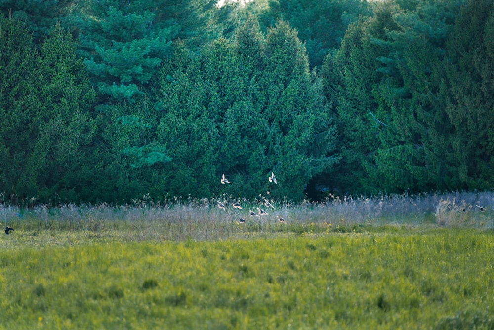 green grass field with green trees