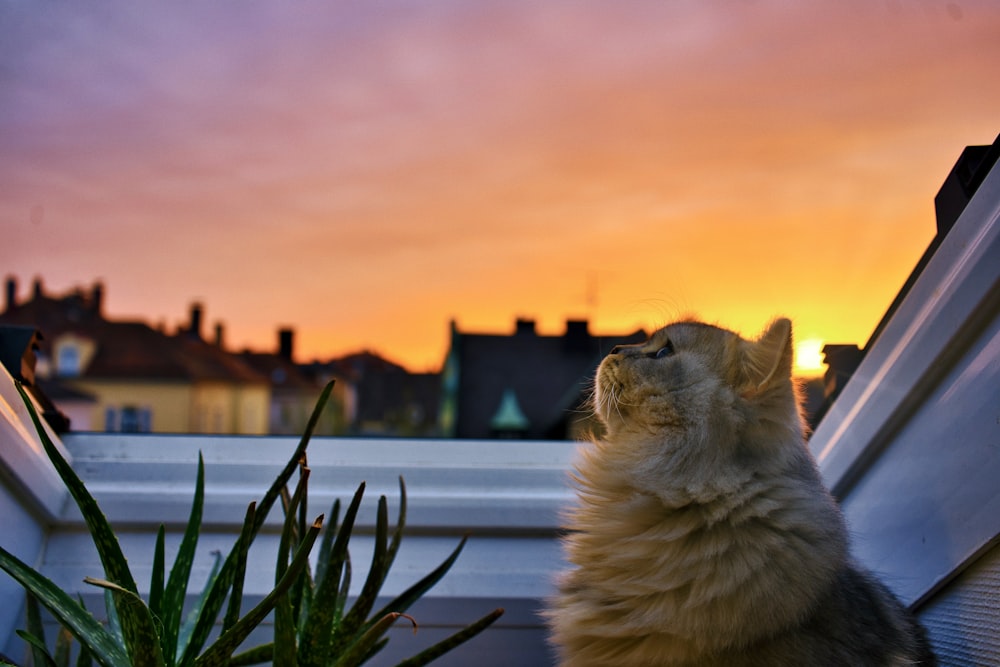orange tabby cat on green grass during sunset