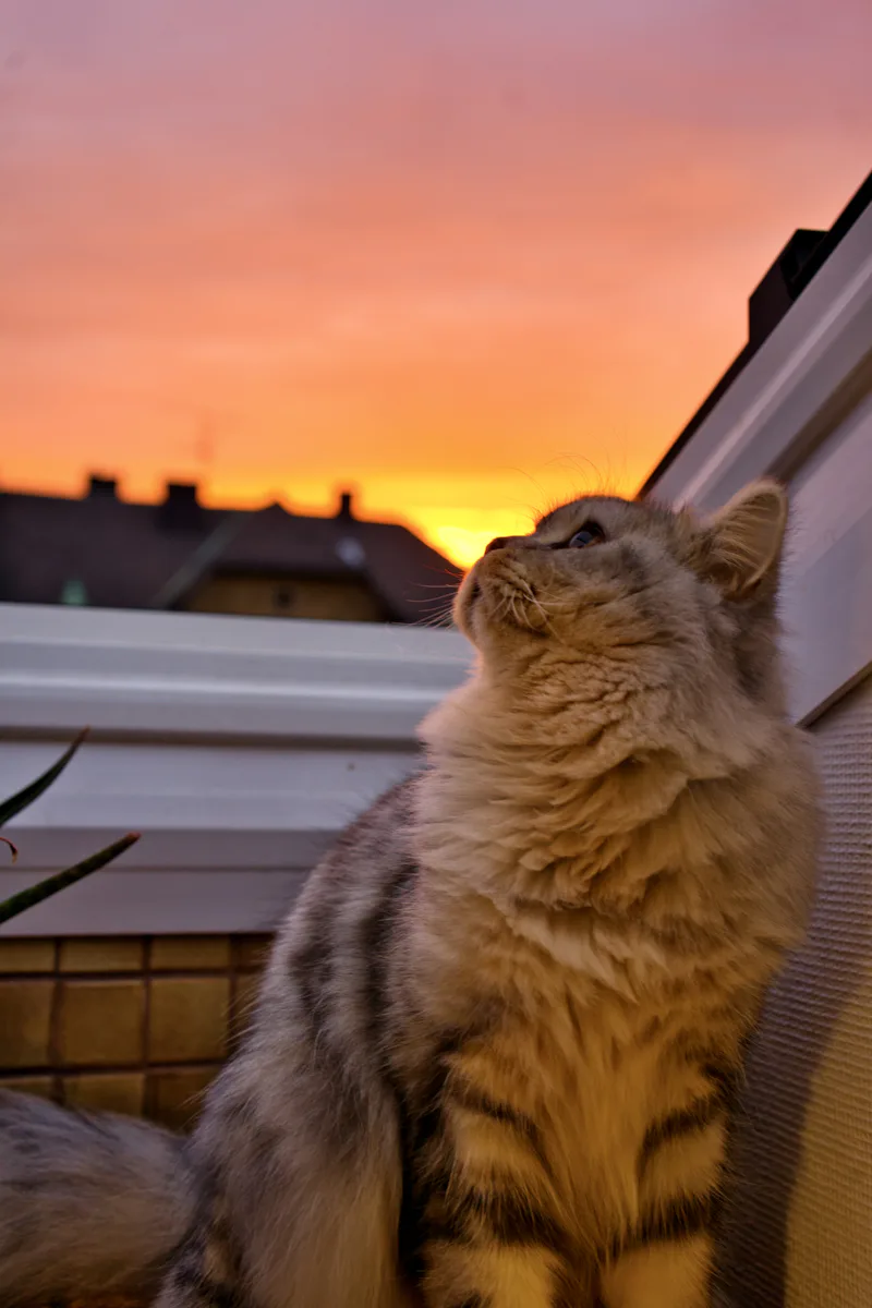 Wise white cat representing elder warrior cat names for senior warrior cat OCs