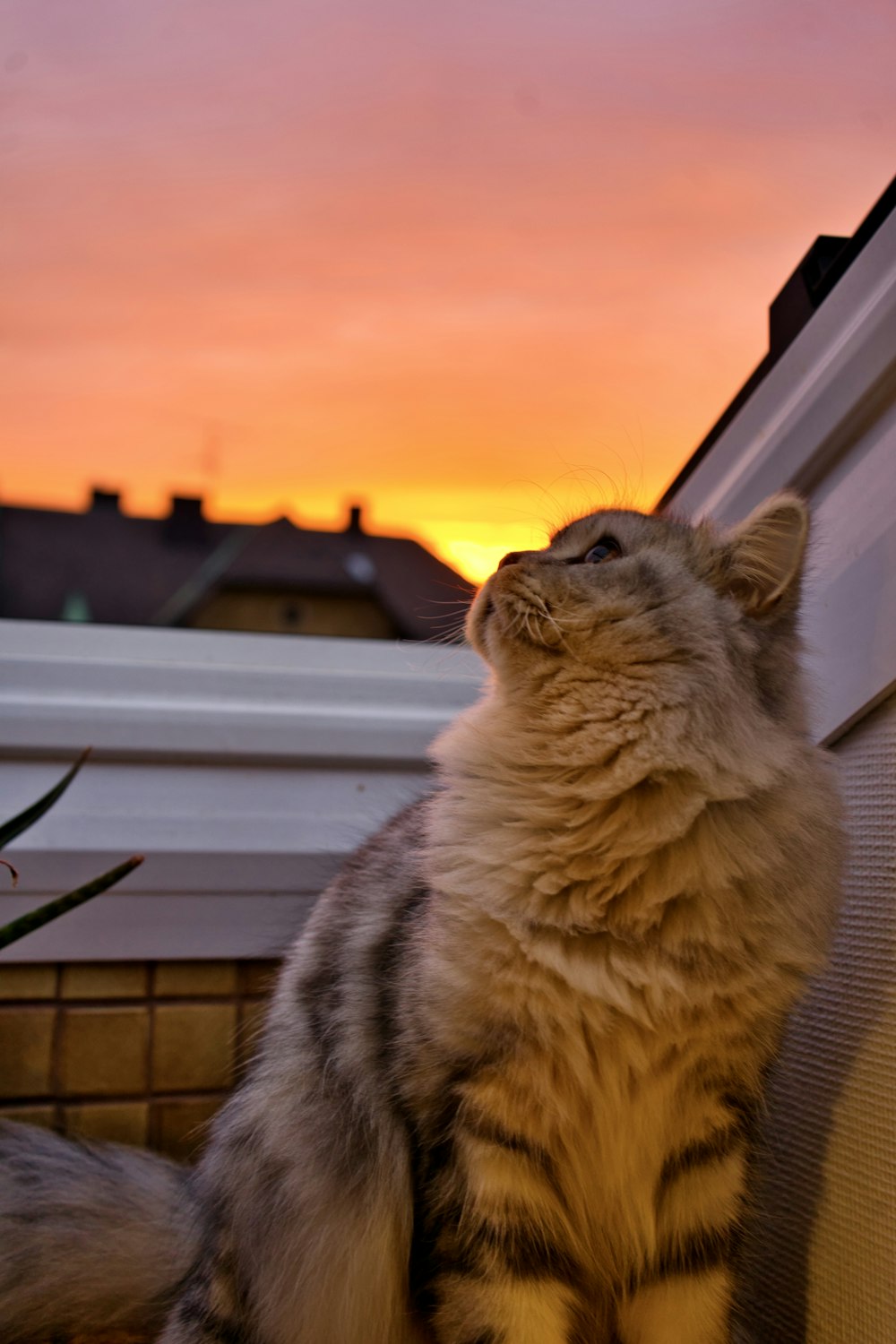 gray cat on white wooden window