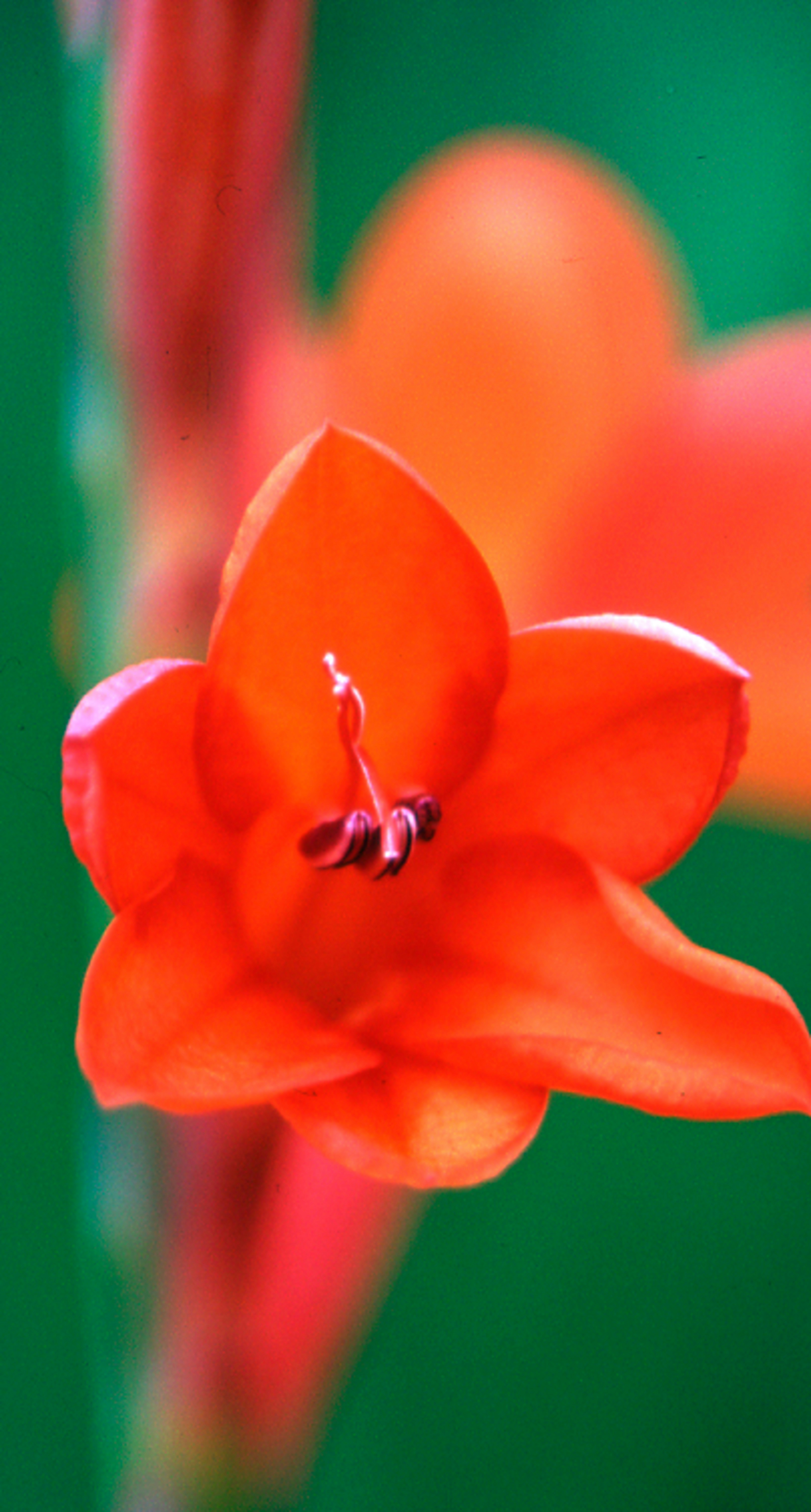 Photo by fotolunatics