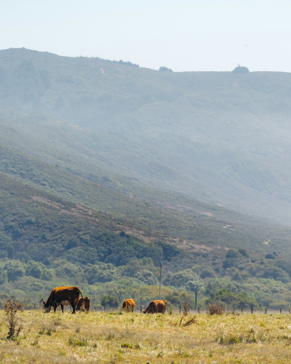 horses eating grass on field during daytime