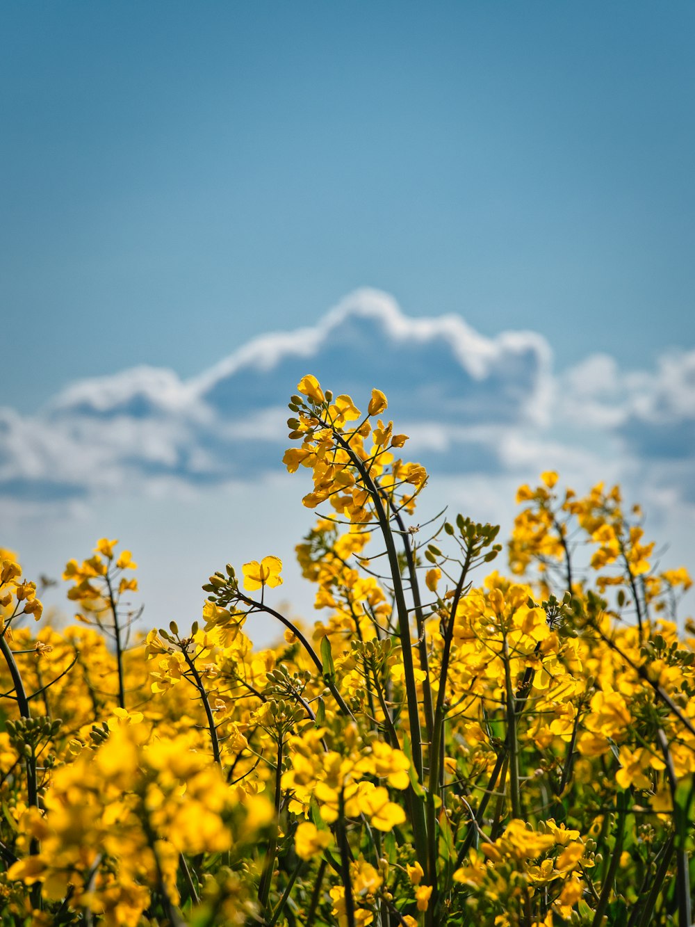 yellow flower under blue sky during daytime