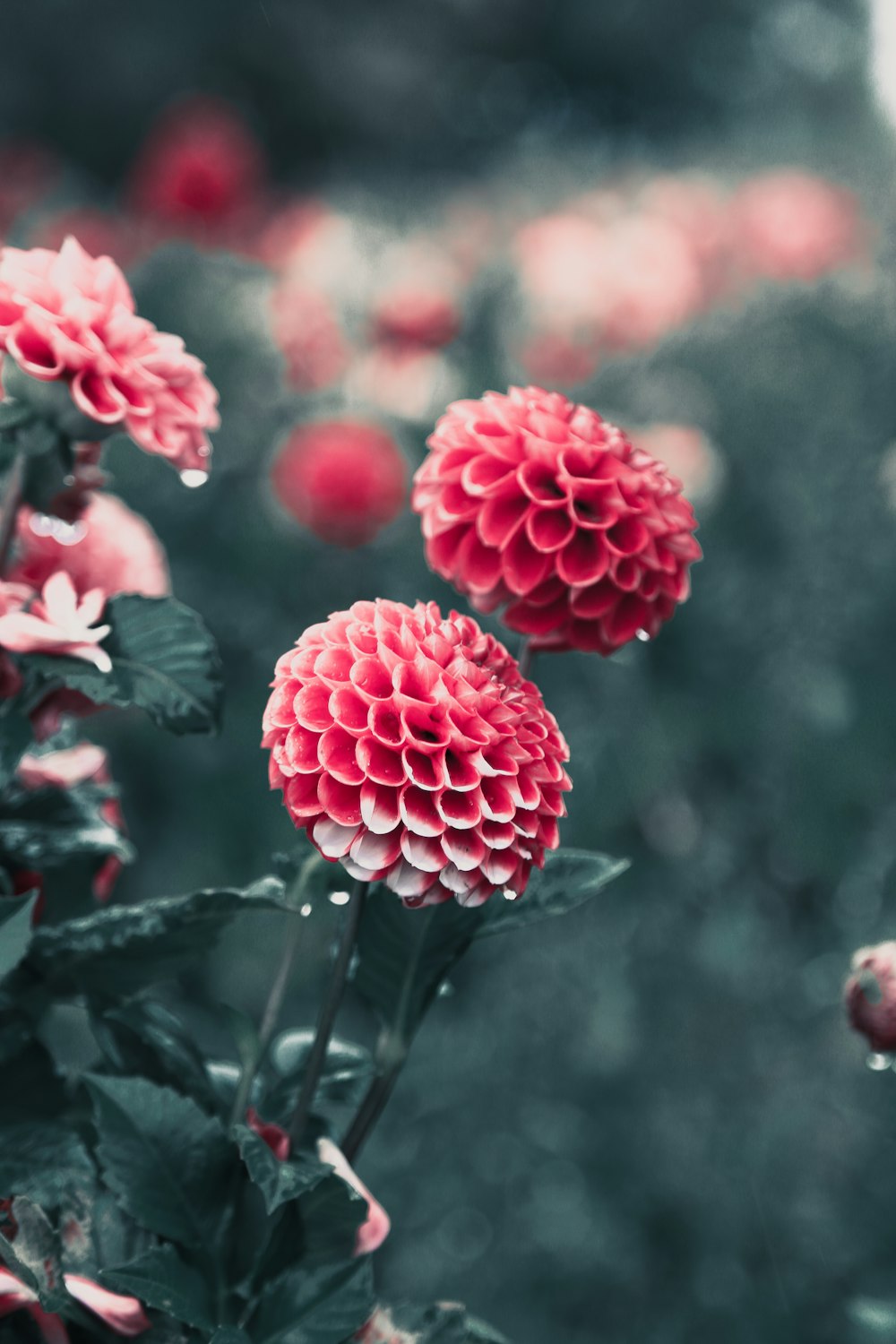 pink flower in tilt shift lens