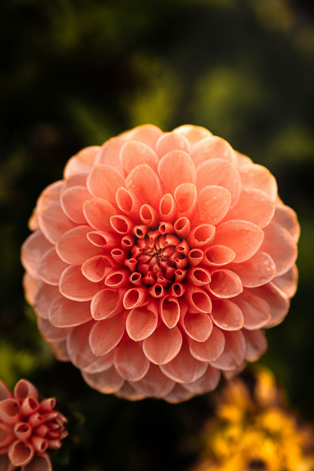 dália cor-de-rosa em flor durante o dia