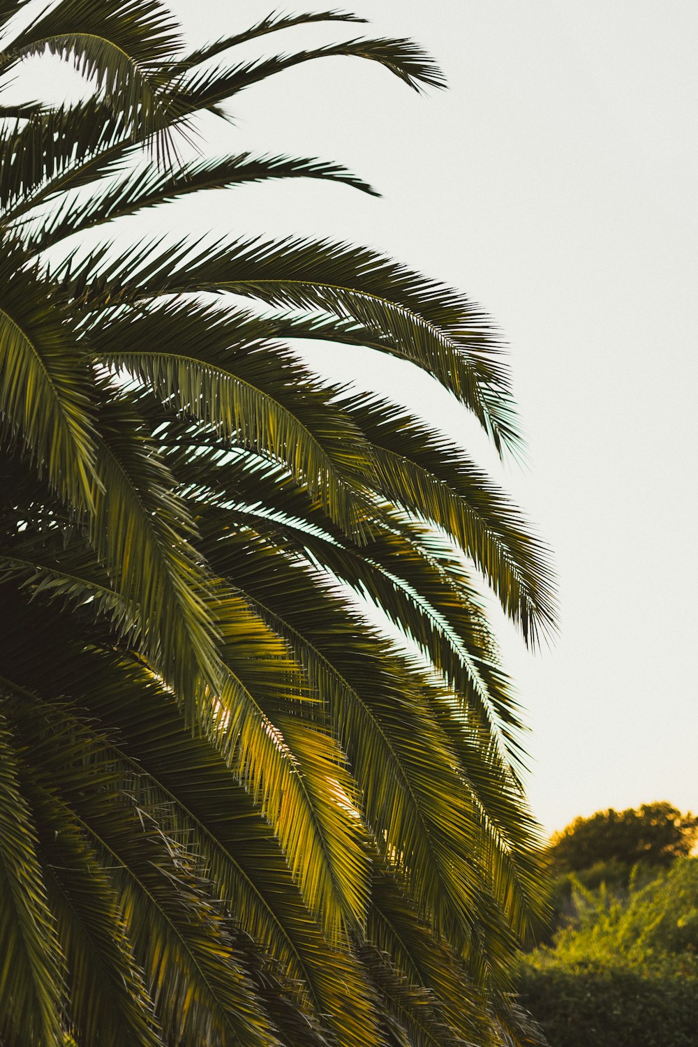 green palm tree under white sky during daytime