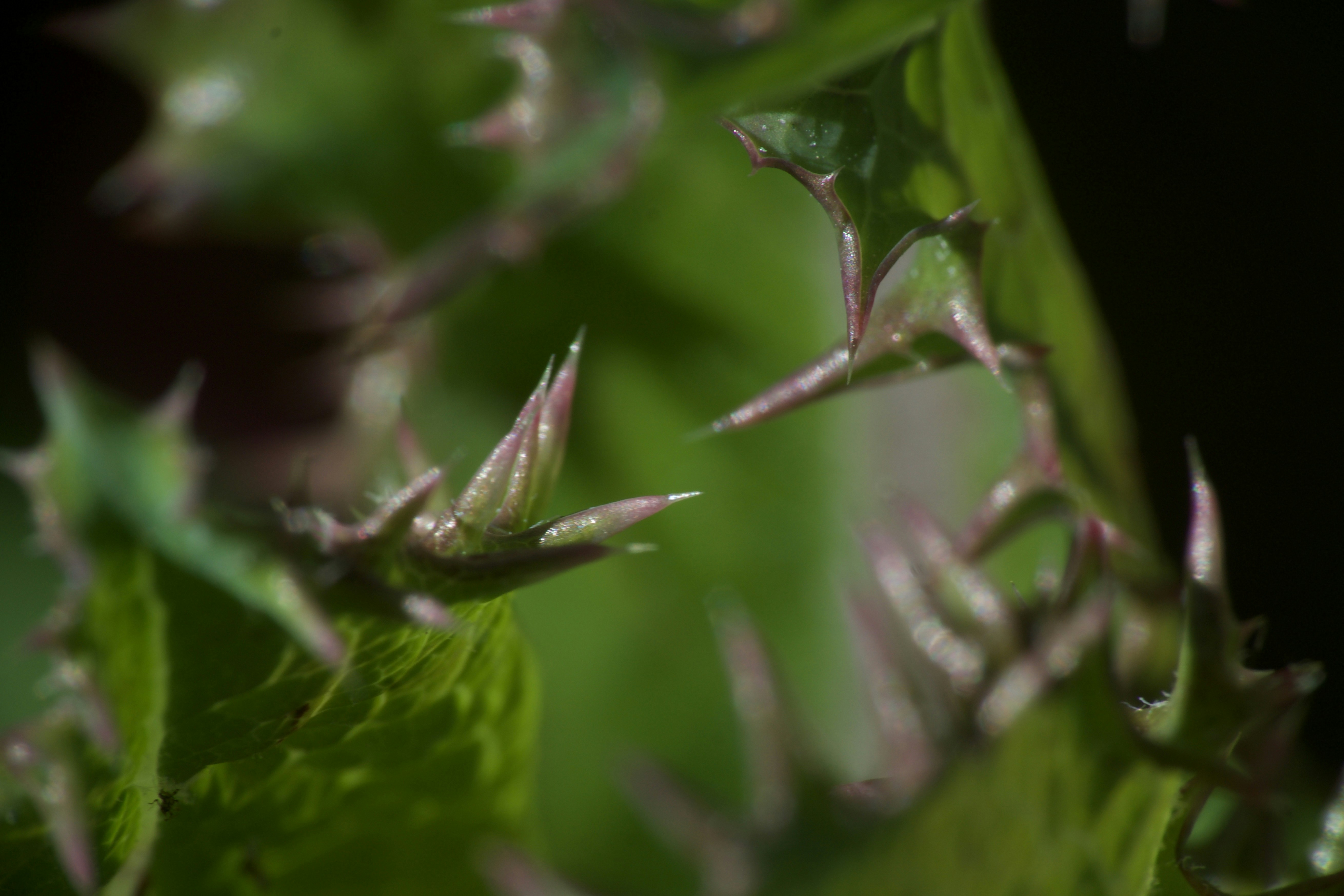 Photo by tonyluginsland