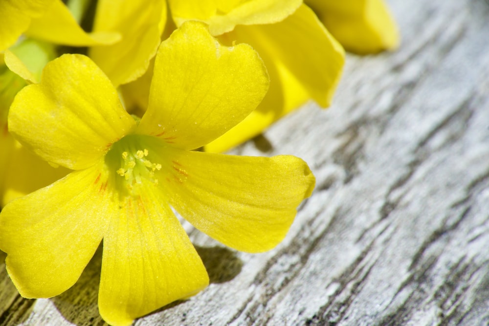 yellow flower on gray wood