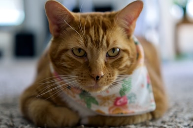 orange tabby cat on white and green floral textile