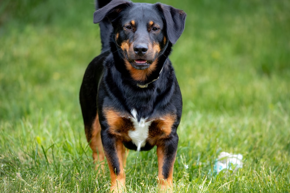 Perro negro y marrón de pelaje corto en un campo de hierba verde durante el día