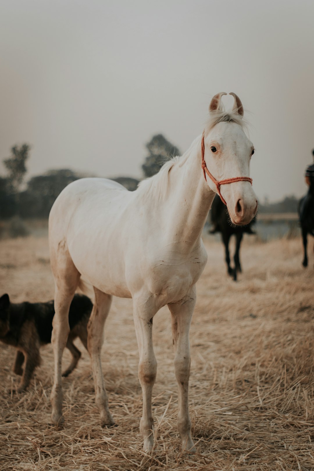 white horse on brown field during daytime