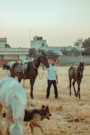A man stands in a field holding the reins of a brown horse with a saddle. There is another smaller horse to the right of the man. In the foreground, a white horse is grazing, and a dog is present near the white horse. There are buildings and trees in the background under an open sky.