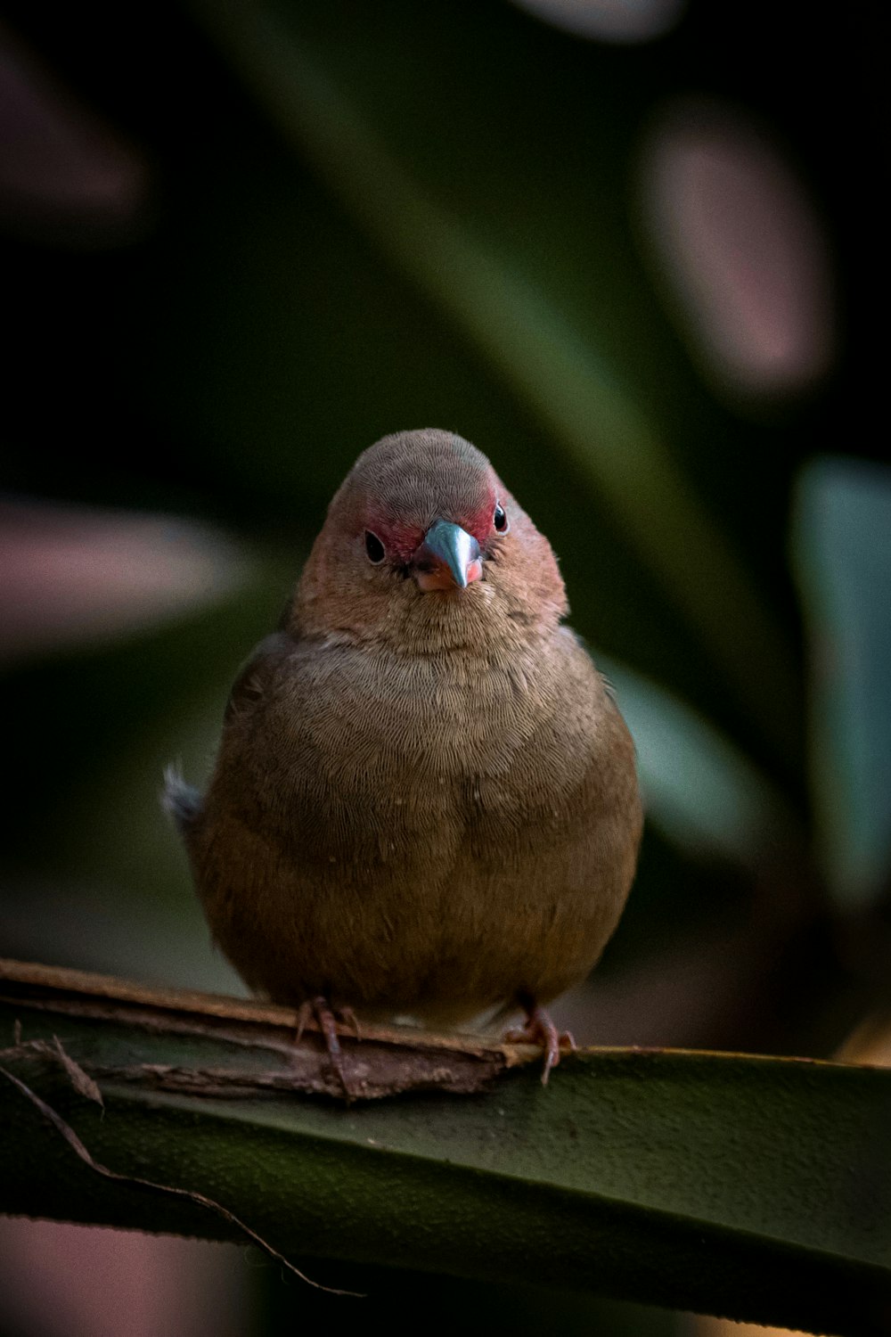 brown bird on brown wooden stick