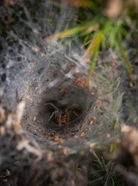 A spider rests at the center of its intricate funnel-shaped web woven among blades of grass. The web is densely constructed, with fine threads forming a tunnel-like structure. The surrounding area includes bits of debris and small brown particles scattered throughout the web.
