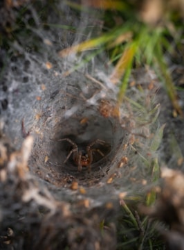 A spider rests at the center of its intricate funnel-shaped web woven among blades of grass. The web is densely constructed, with fine threads forming a tunnel-like structure. The surrounding area includes bits of debris and small brown particles scattered throughout the web.