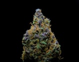 A detailed close-up of a cannabis bud with vibrant green, orange, and purple hues. The trichomes are visible, giving the bud a frosty appearance against a stark black background.