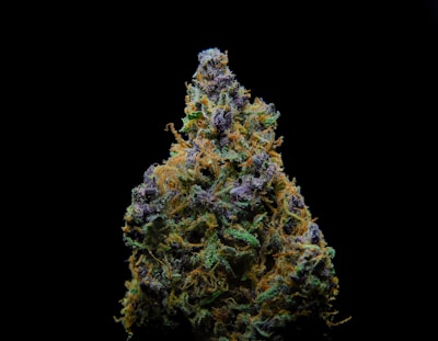 A detailed close-up of a cannabis bud with vibrant green, orange, and purple hues. The trichomes are visible, giving the bud a frosty appearance against a stark black background.