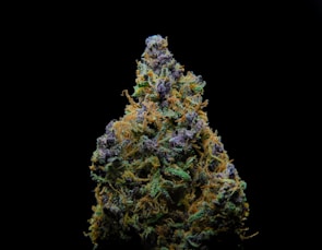 A detailed close-up of a cannabis bud with vibrant green, orange, and purple hues. The trichomes are visible, giving the bud a frosty appearance against a stark black background.