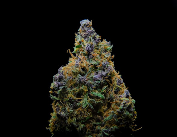 A detailed close-up of a cannabis bud with vibrant green, orange, and purple hues. The trichomes are visible, giving the bud a frosty appearance against a stark black background.