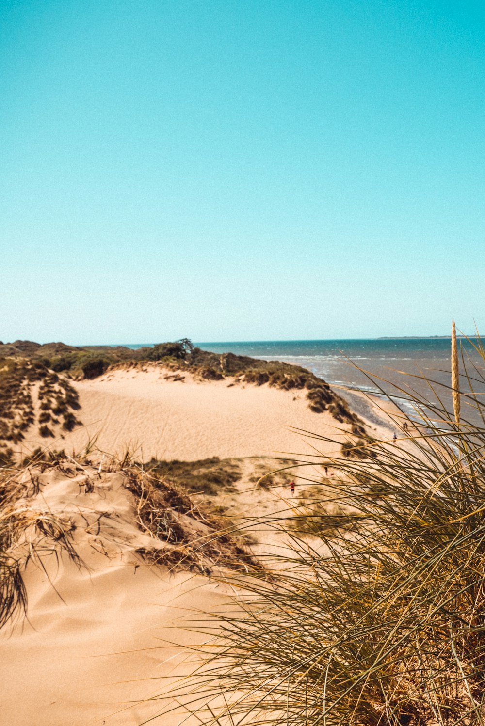 braunes Gras auf braunem Sand in der Nähe von Gewässern tagsüber