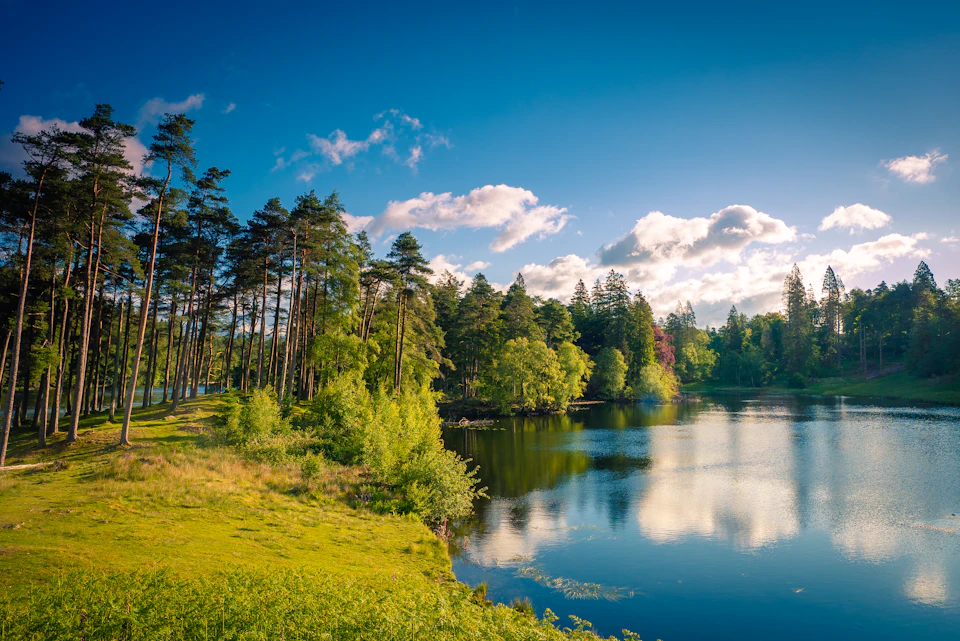 Serene lake surrounded by lush green trees and grass with calm water reflections