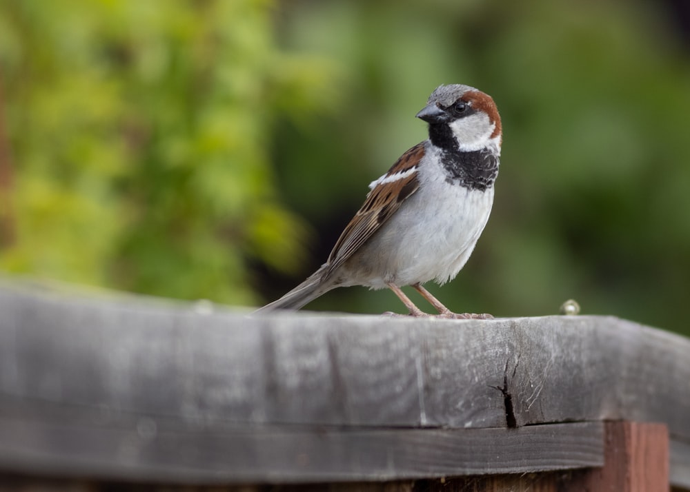 pássaro branco e marrom na cerca de madeira marrom durante o dia