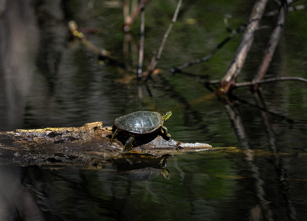 green turtle on brown tree log in water