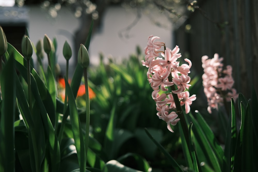 pink and white flowers in tilt shift lens