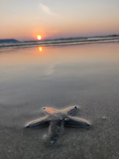 A serene portrait of a star enjoying a quiet moment on a beach.