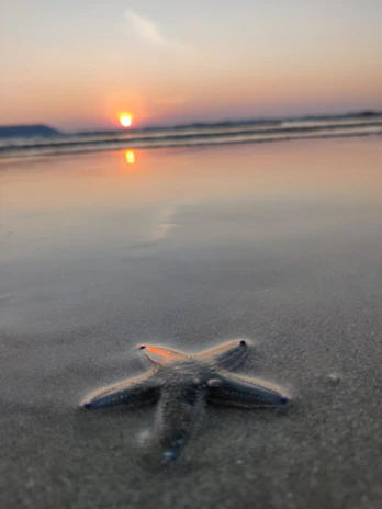 A serene portrait of a star enjoying a quiet moment on a beach.