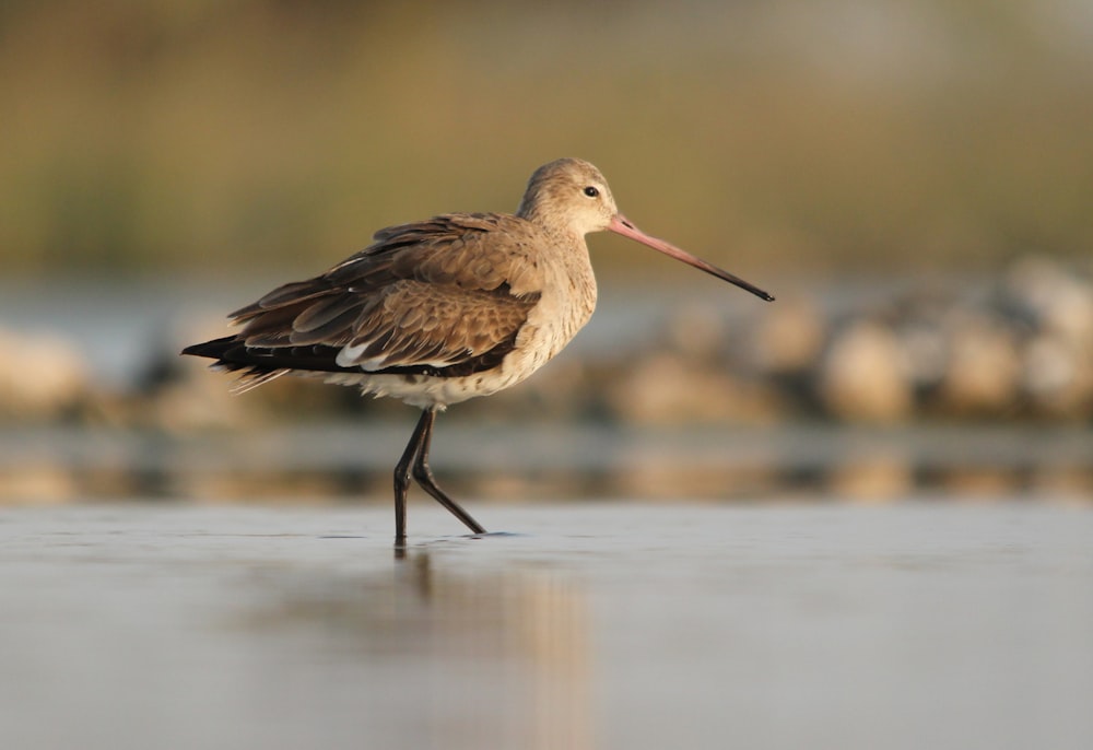 brown bird on water during daytime