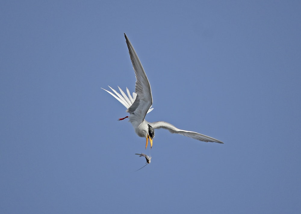 white bird flying during daytime