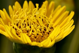 A close-up shot of a vibrant flower with delicate details and sharp focus.