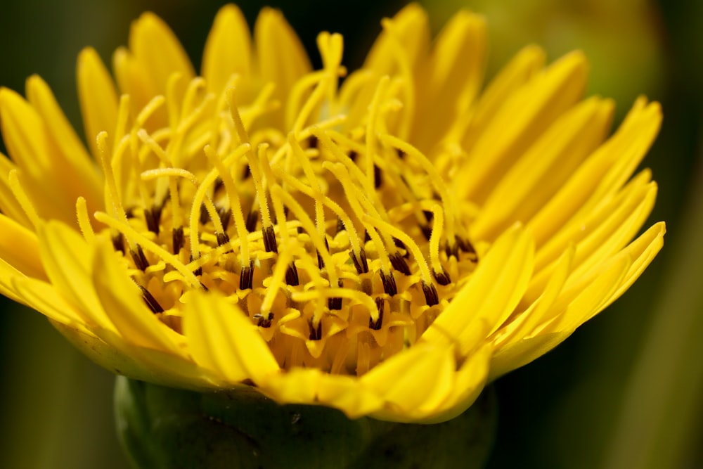 yellow flower in macro lens