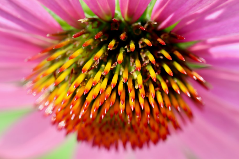 pink and yellow flower in macro photography