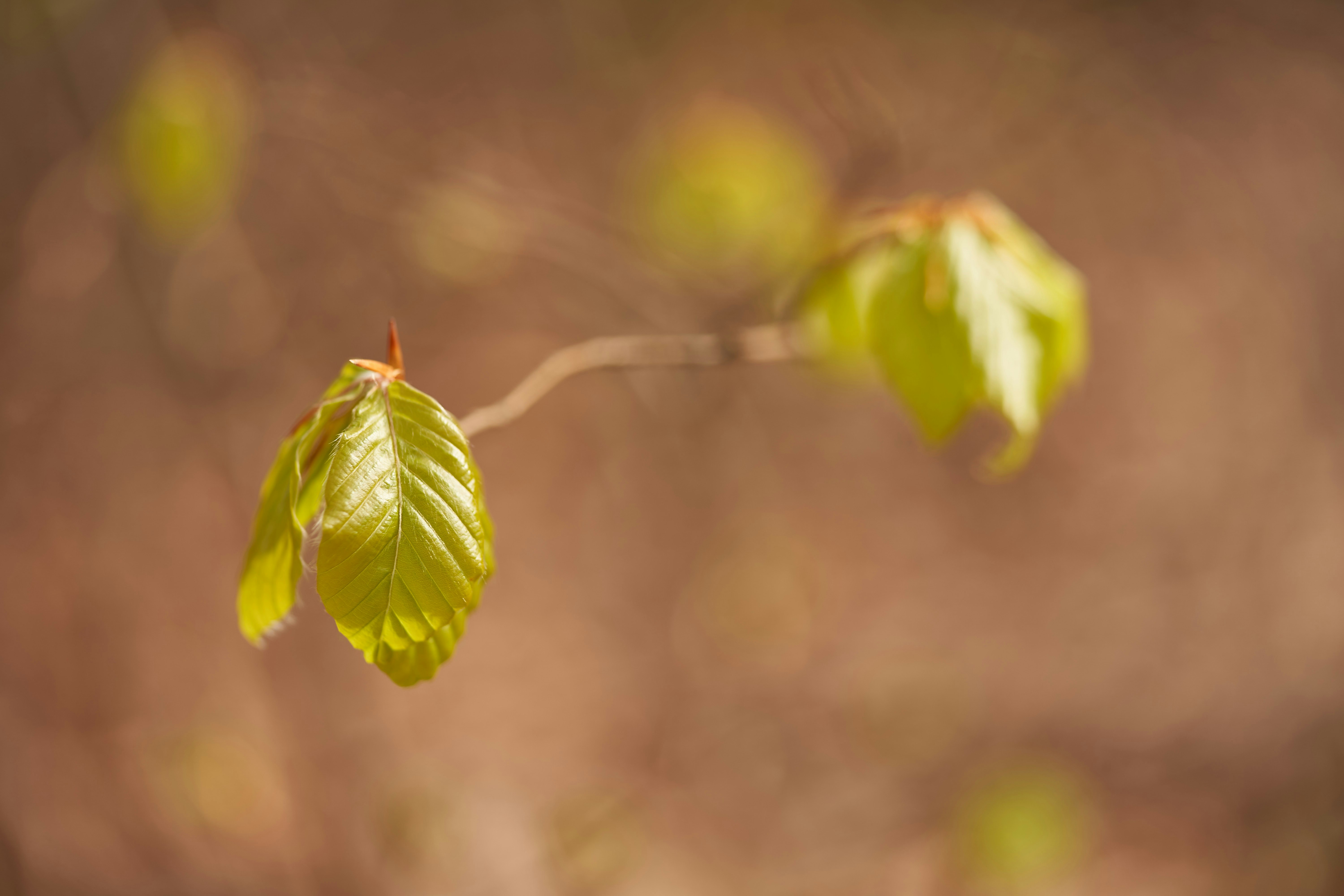 Photo by wolfgang_hasselmann