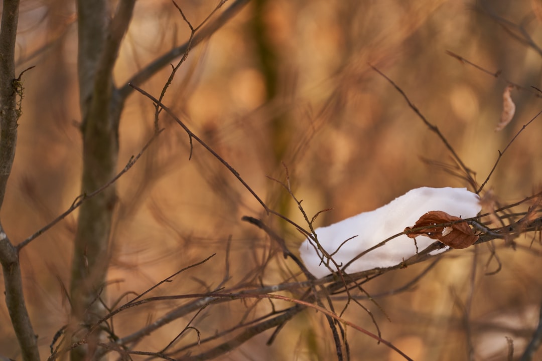 white snow on brown tree branch