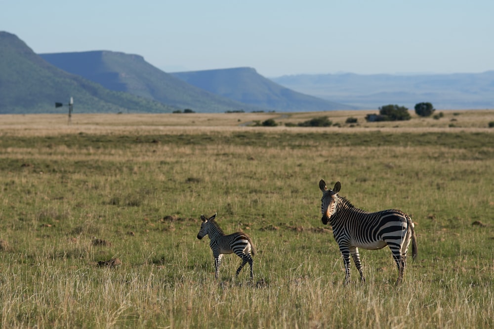 zebra on green grass field during daytime