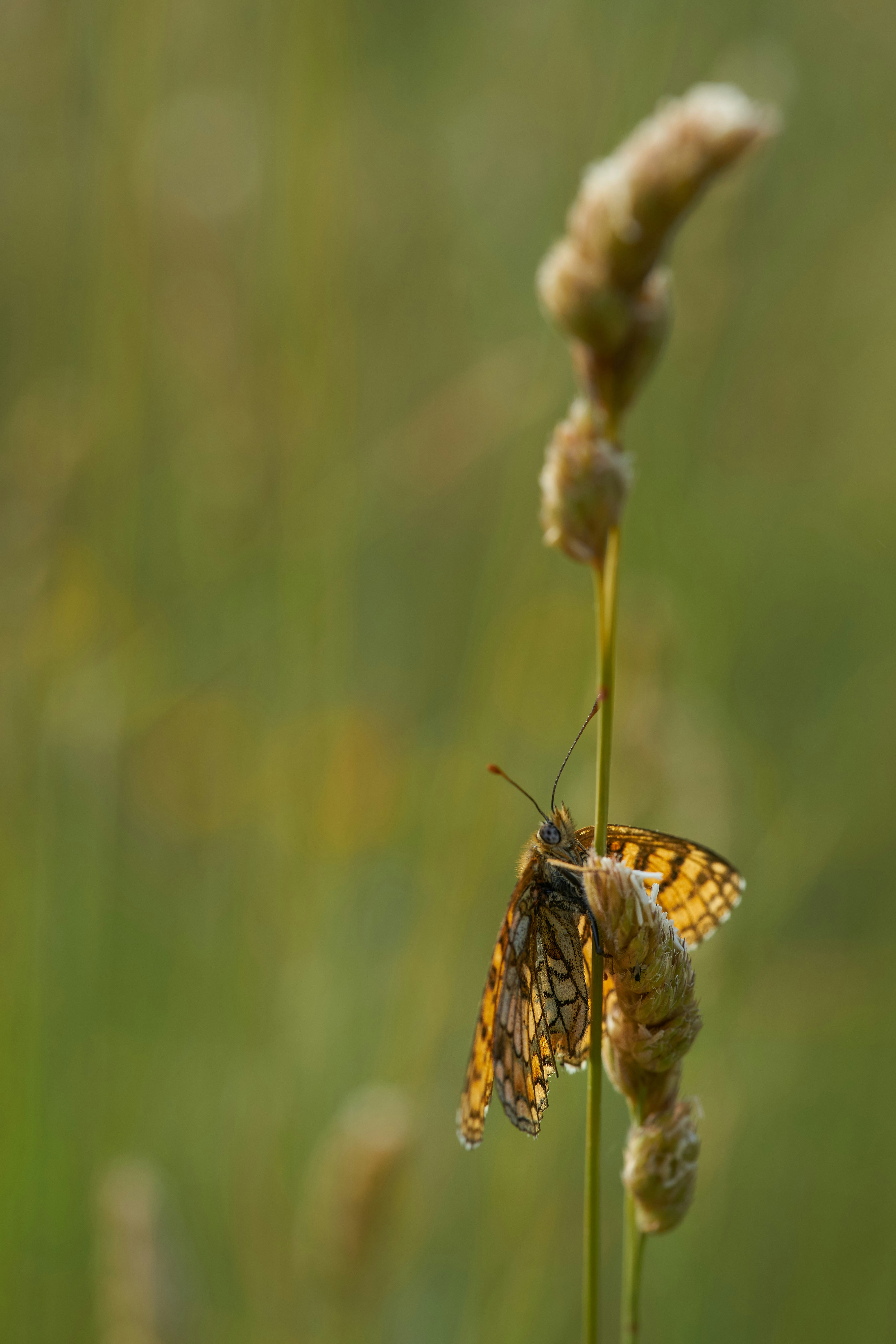 Photo by wolfgang_hasselmann