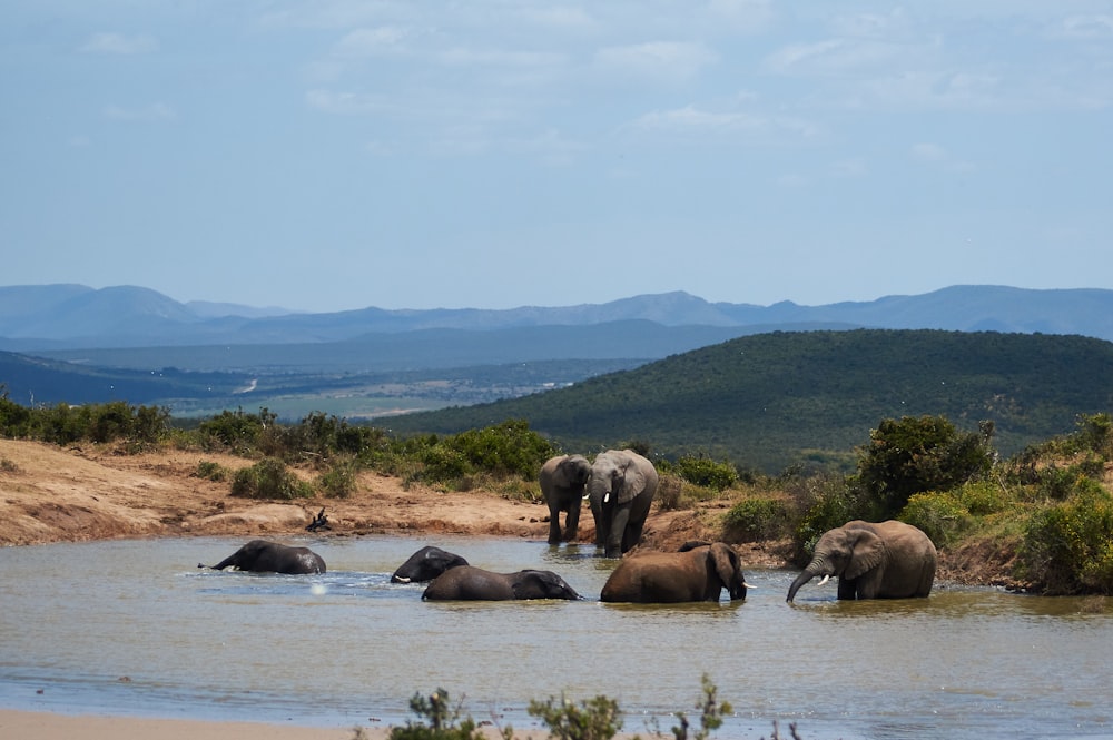 Groupe d’éléphants sur l’eau pendant la journée