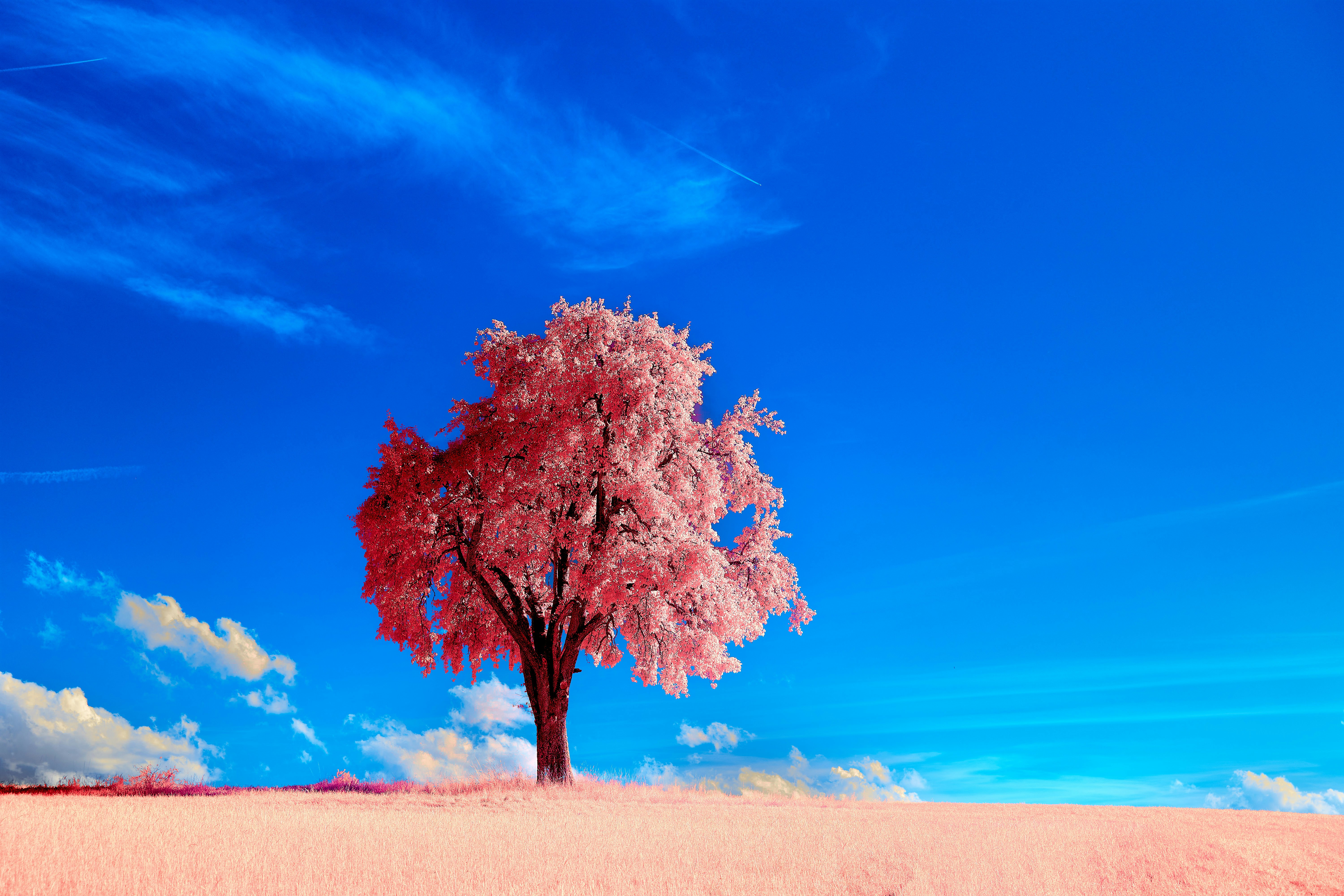 Photo by wolfgang_hasselmann